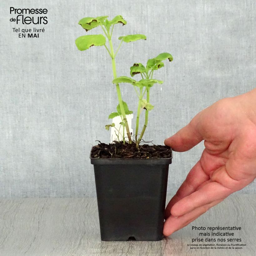 Example of Agastache nepetoides Fuji no Yuki Vasetto da 8/9 cm as you get in printemps