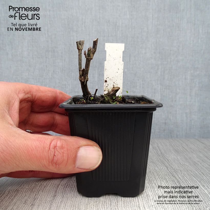 Esemplare di Agastache rugosa Alabaster - Menta coreana Vasetto da 8/9 cm come consegnato in autunno