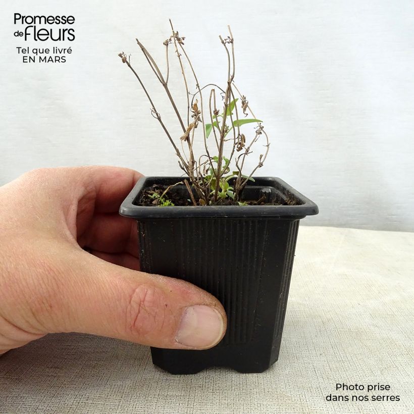 Agastache rupestris Vasetto da 8/9 cm esemplare consegnato in primavera