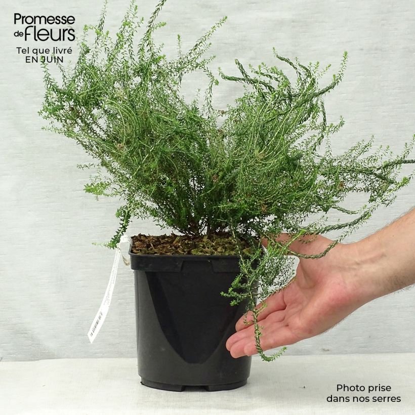 Esemplare di Agathosma capensis Vaso da 2L/3L consegnato in estate