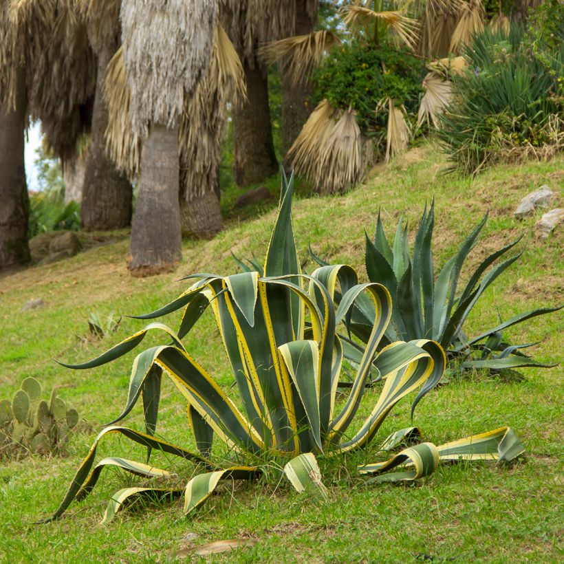 Agave americana Variegata (Plant habit)