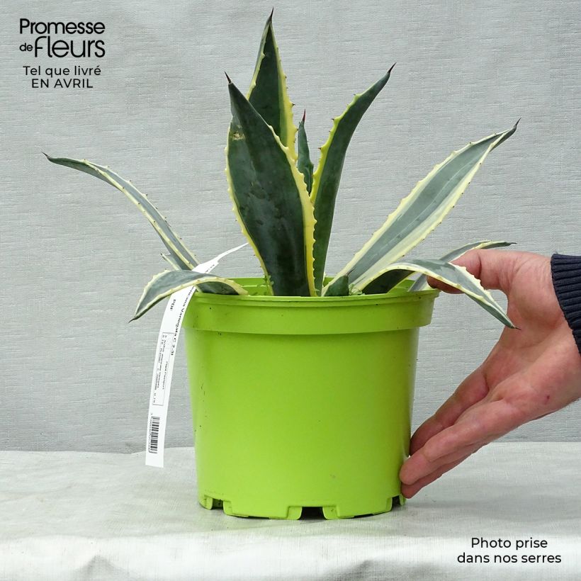 Example of Agave americana Variegata Vaso da 2L/3L as you get in printemps