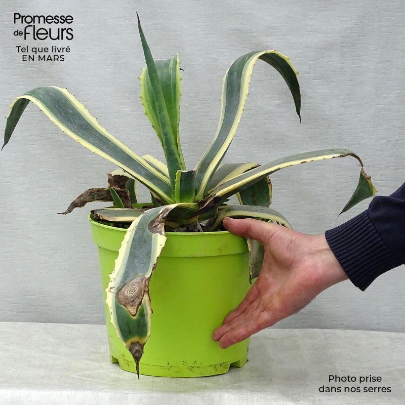 Example of Agave americana Variegata Vaso da 7,5L/10L as you get in printemps