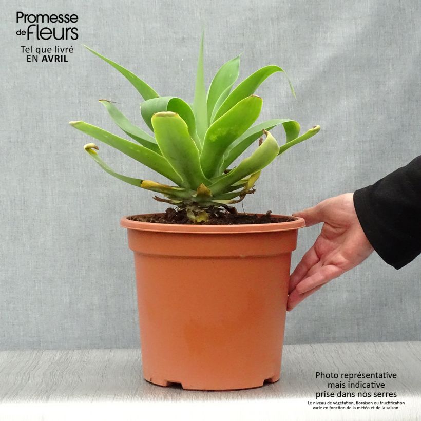 Example of Agave attenuata Vaso da 7,5L/10L as you get in printemps