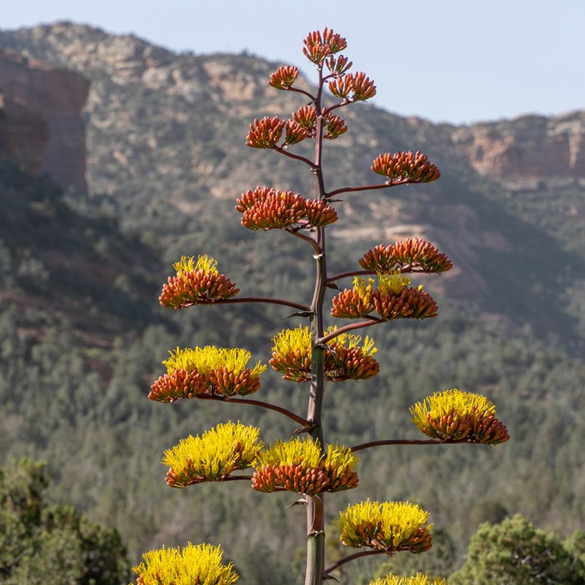 Agave chrysantha (Flowering)