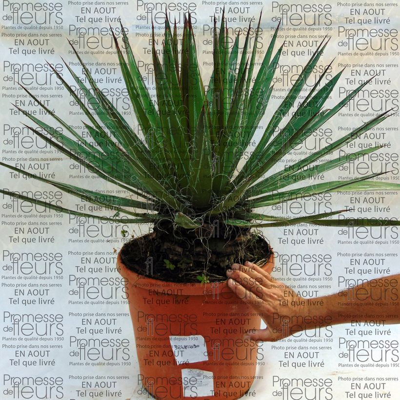 Example of Agave filifera Vaso da 18L/20L as you get