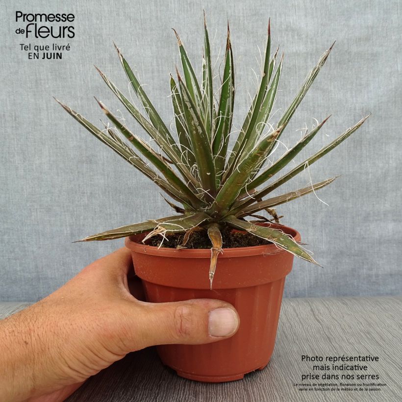 Esemplare di Agave filifera Vasetto da 8/9 cm consegnato in estate