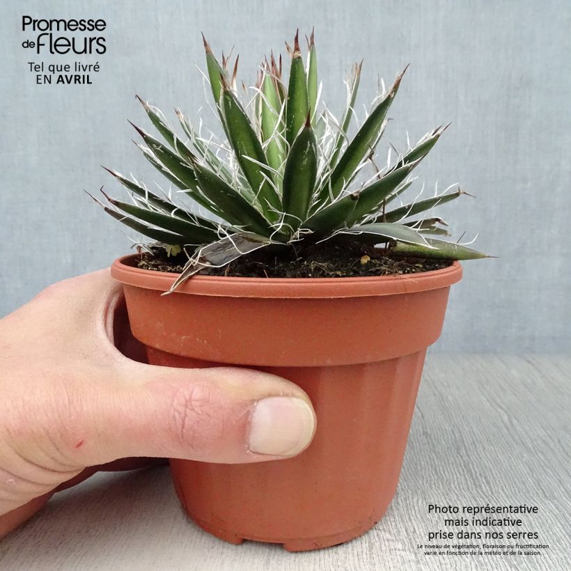 Example of Agave filifera Vasetto da 8/9 cm as you get in printemps