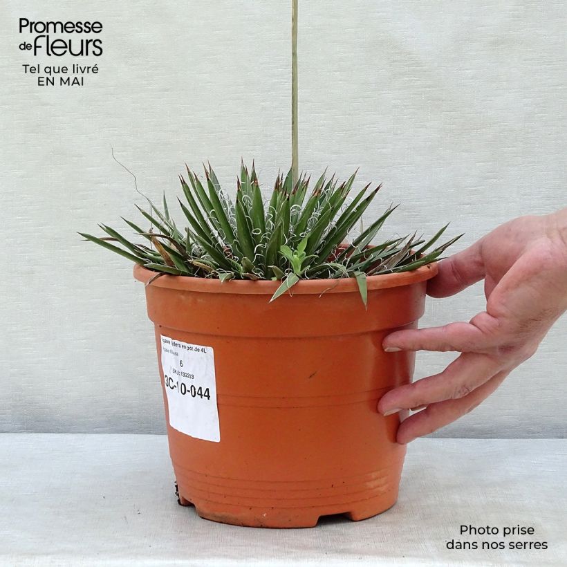Example of Agave filifera Vaso da 1,5L/2L as you get in printemps