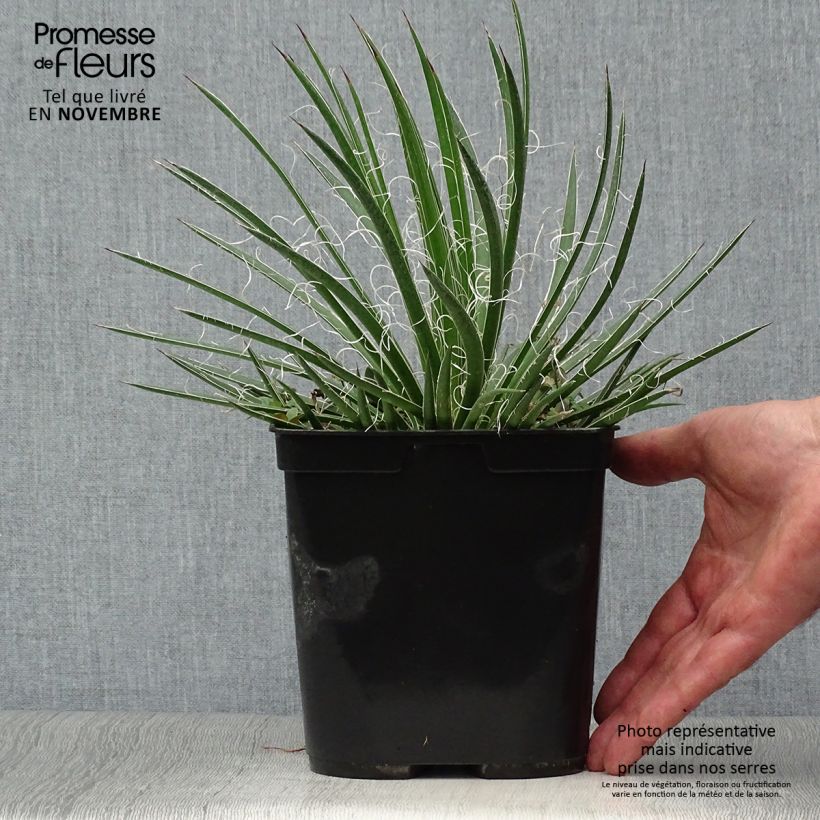 Esemplare di Agave geminiflora Vaso da 2L/3L come consegnato in autunno