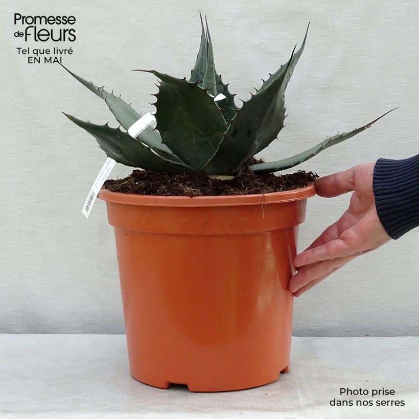 Agave havardiana Vaso da 7,5L/10L esemplare consegnato in primavera