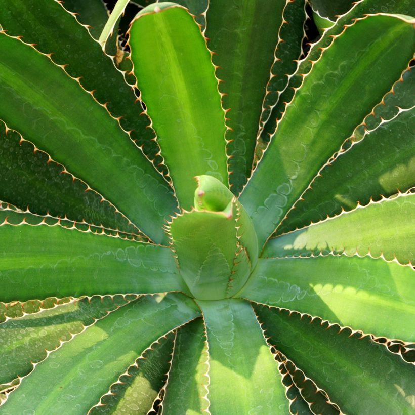 Agave lophantha (Fogliame)