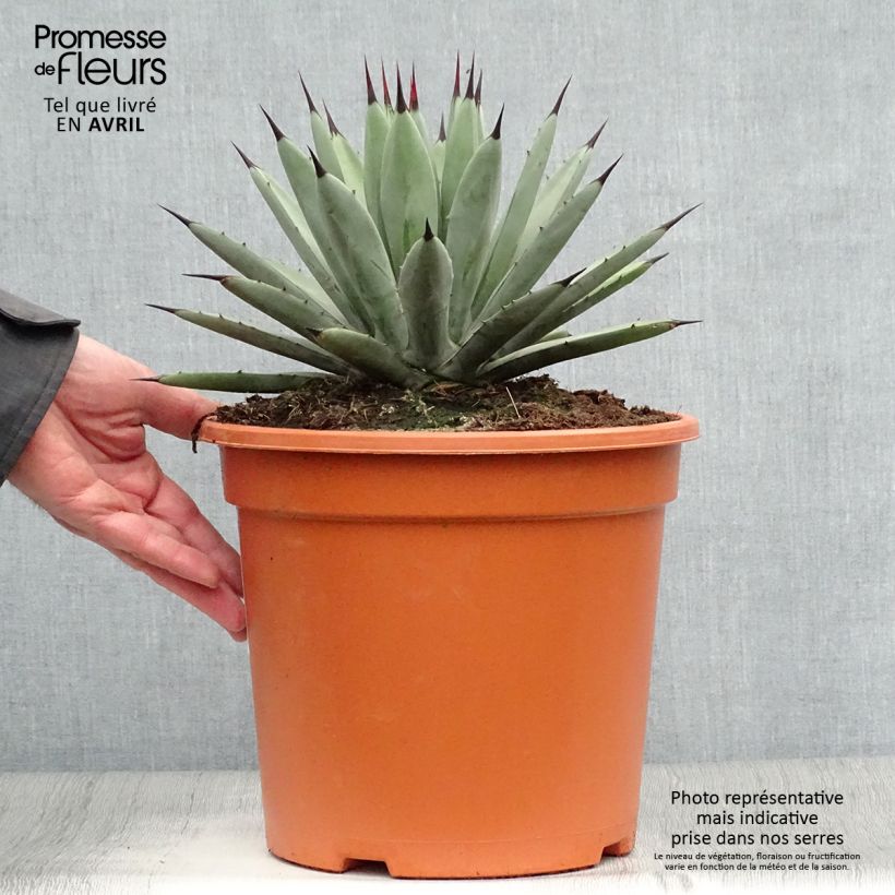 Example of Agave macroacantha Vaso da 7,5L/10L as you get in printemps