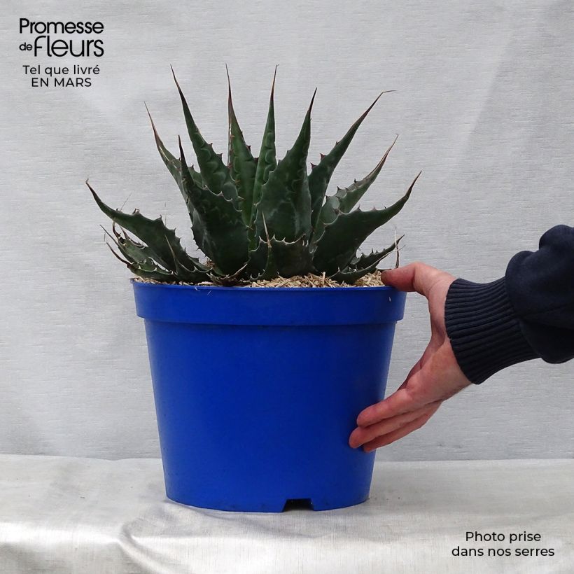 Agave montana Vaso da 7,5L/10L esemplare consegnato in primavera