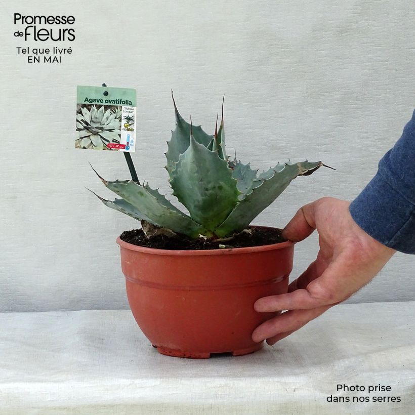 Example of Agave ovatifolia Vaso da 3L/4L as you get in printemps