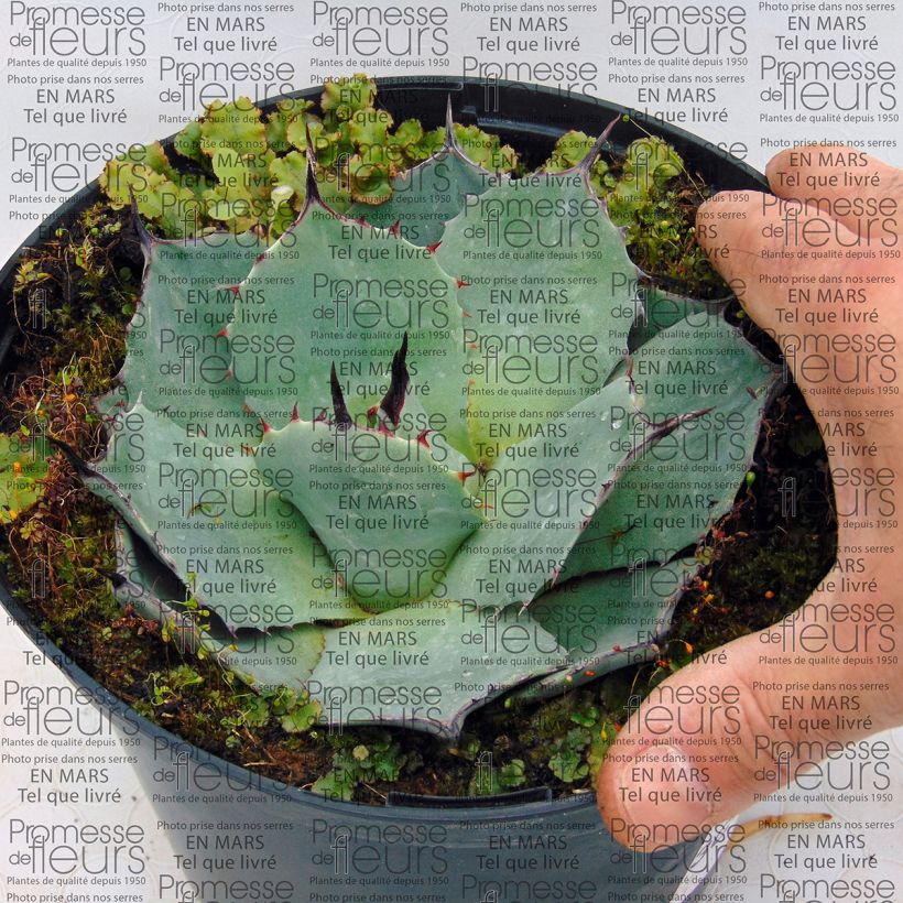 Example of Agave parryi var. huachucensis Vaso da 2L/3L as you get