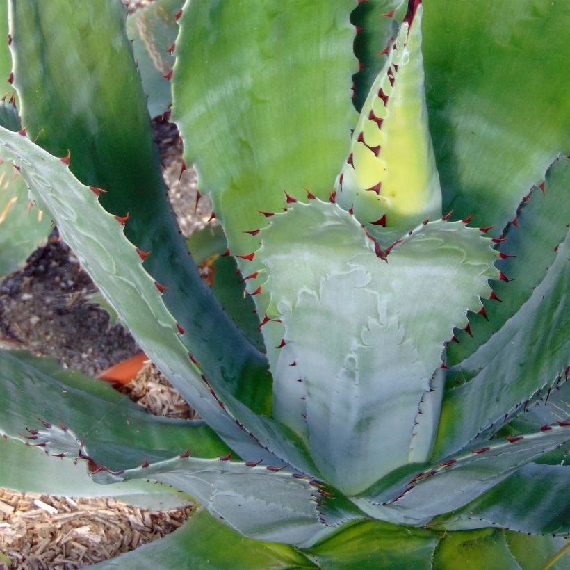 Agave parryi var. neomexicana (Fogliame)