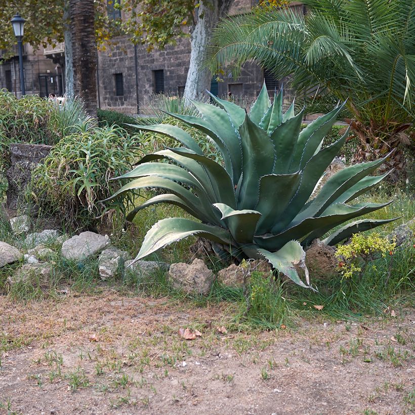 Agave salmiana subsp. crassispina (Porto)