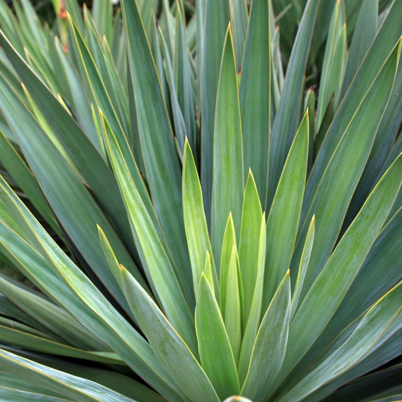 Agave sisalana (Foliage)