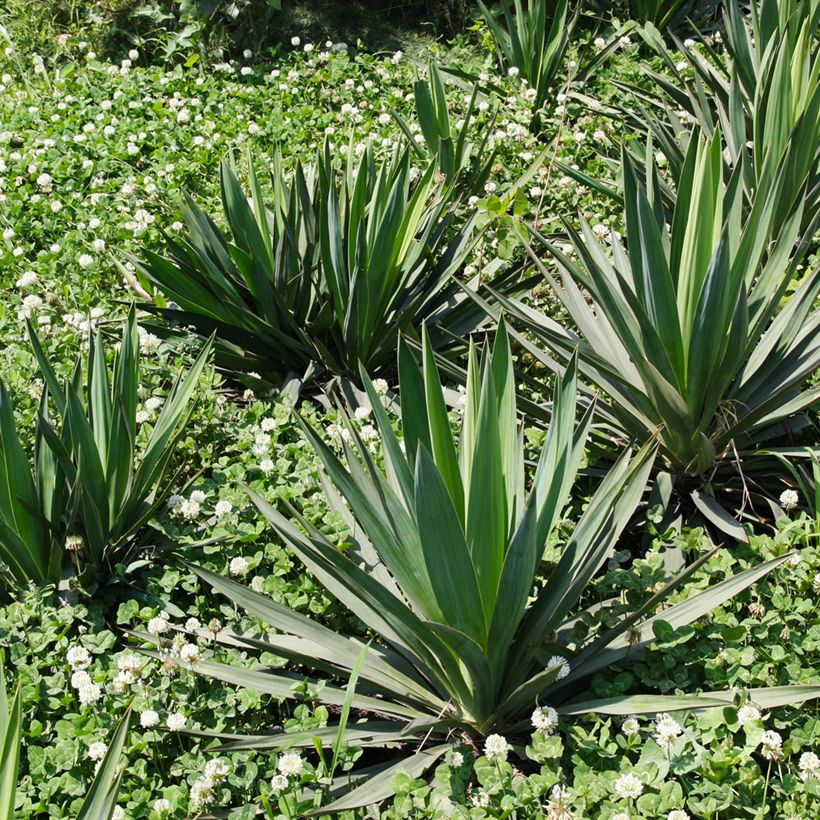 Agave sisalana (Plant habit)