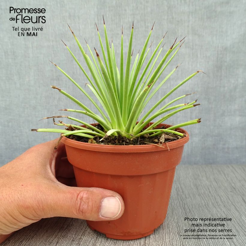 Example of Agave stricta Nana Vaso da Ø 12 cm / 13 cm as you get in printemps