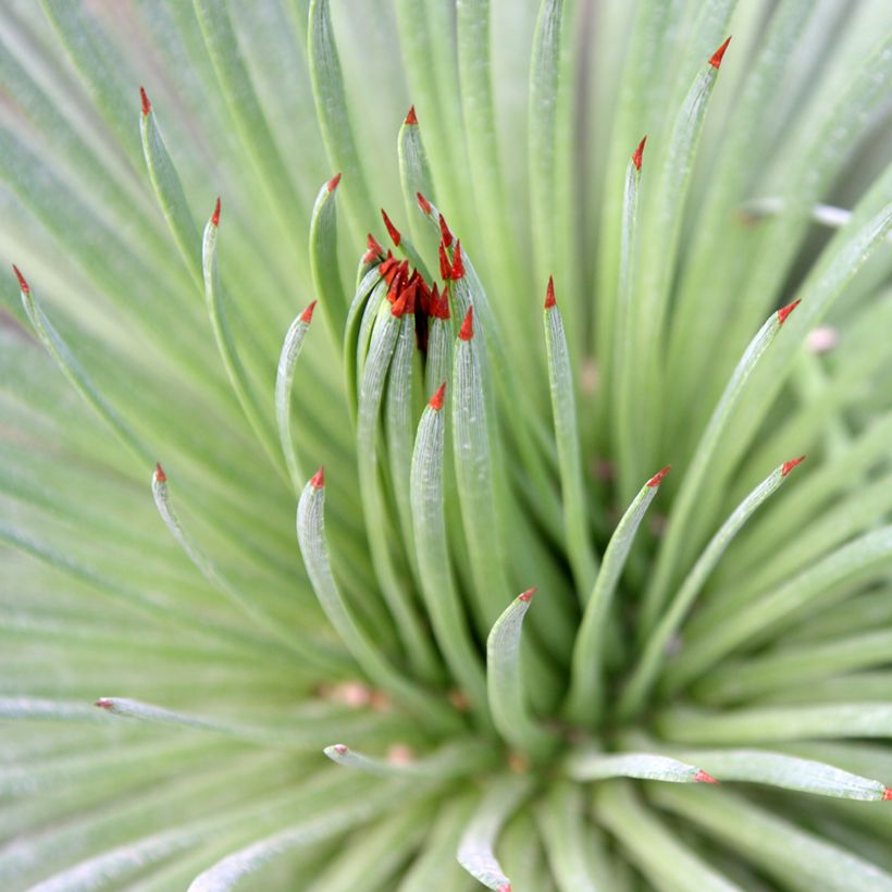 Agave stricta (Foliage)