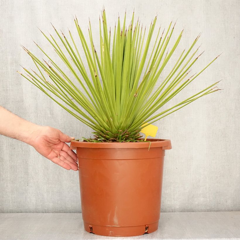 Agave stricta Vaso da 12L/15L esemplare consegnato in primavera