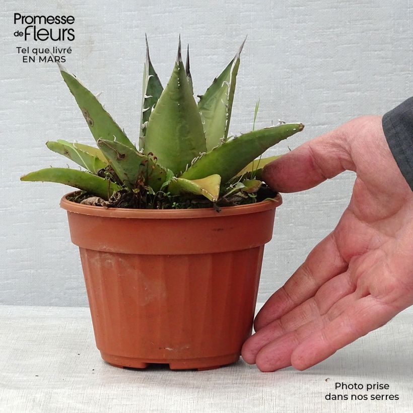 Example of Agave titanota Vaso da Ø 12 cm / 13 cm as you get in printemps
