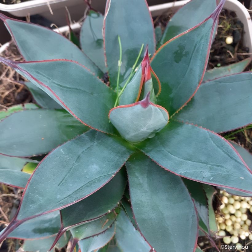 Agave attenuata Blue Ember (Fioritura)