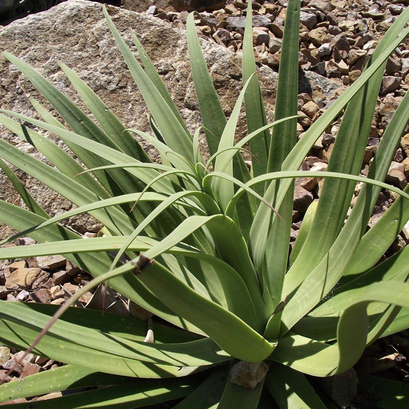 Agave bracteosa (Foliage)