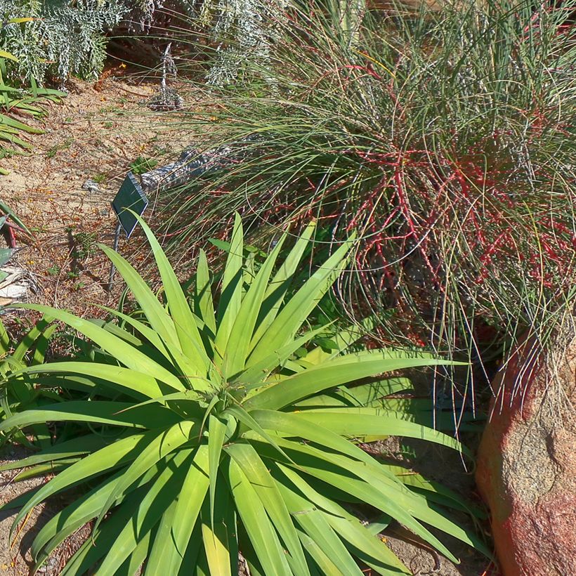 Agave bracteosa (Plant habit)