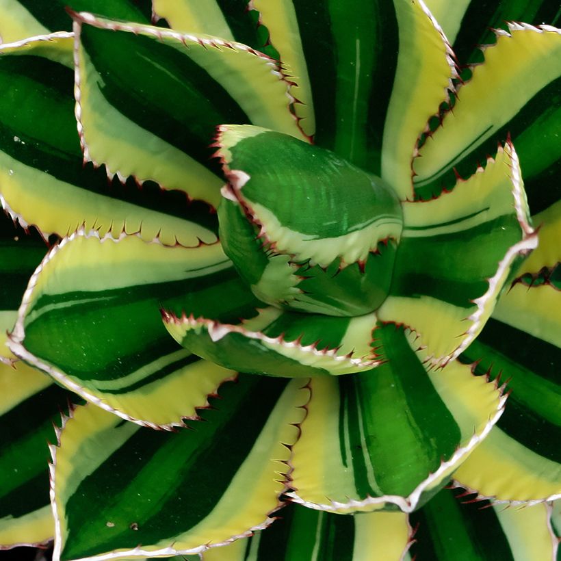Agave lophantha Quadricolor (Fogliame)