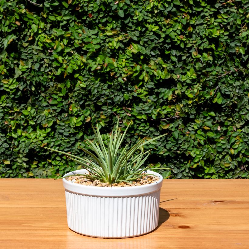 Agave stricta Nana (Plant habit)