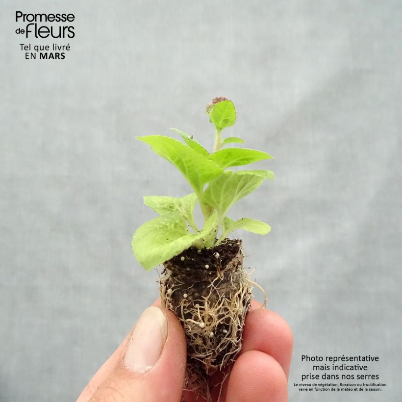 Example of Ageratum Cushion Violet Mini zolla Ø 1,5/2,5 cm as you get in printemps