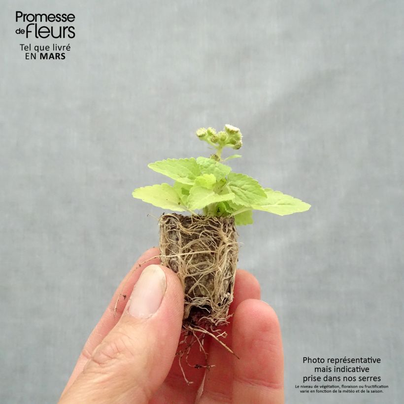 Ageratum Cushion White Mini zolla Ø 1,5/2,5 cm esemplare consegnato in primavera