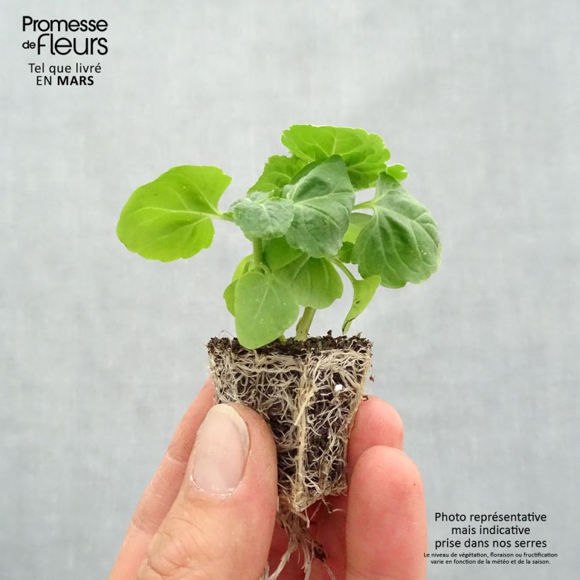 Example of Ageratum Packstar Blue Jardimotte: zolla da 3,8 cm x 3,2 cm in vassoio da 16 pezzi. as you get in printemps