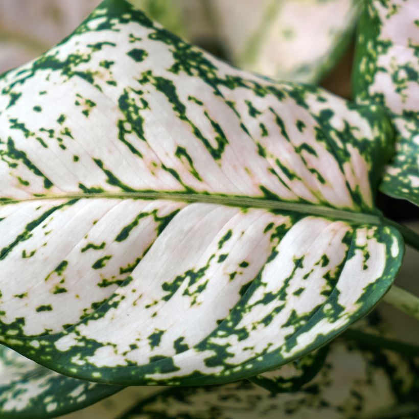 Aglaonema Variegata Pearls (Fogliame)