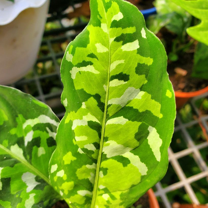 Aglaonema pictum Tricolor (Fogliame)