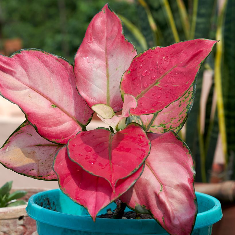 Aglaonema Red Zircon (Foliage)