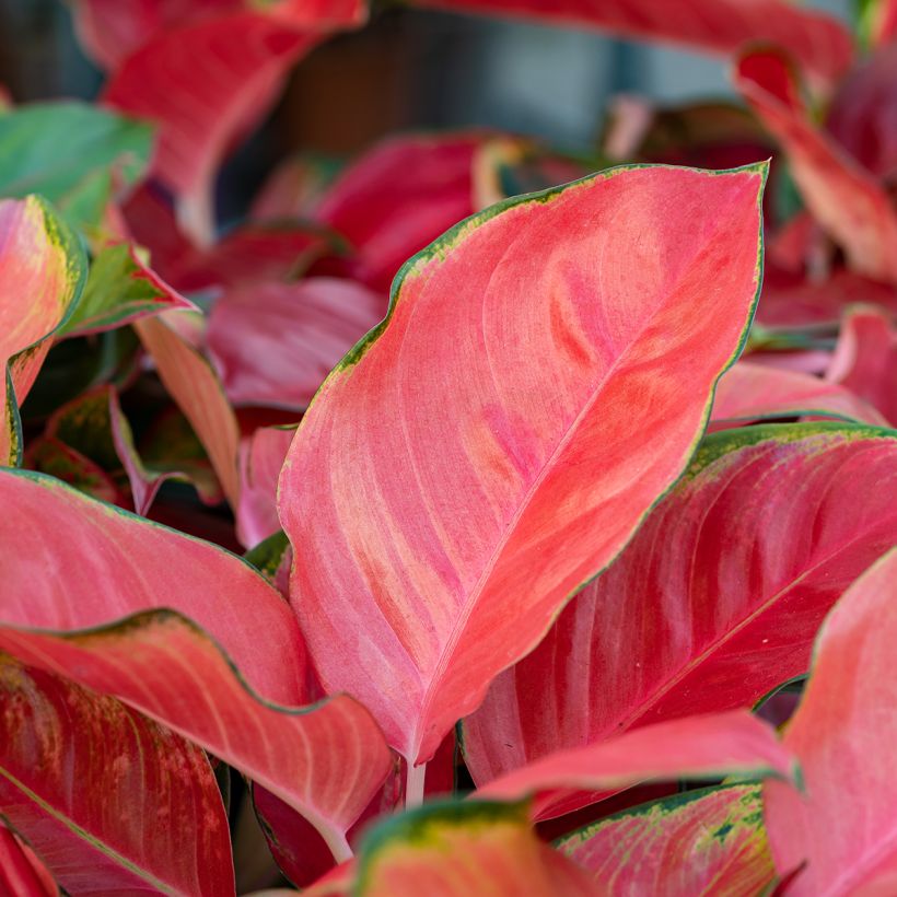 Aglaonema Rich Red (Foliage)