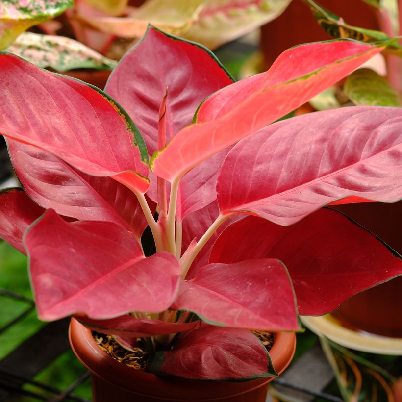 Aglaonema Rich Red (Plant habit)