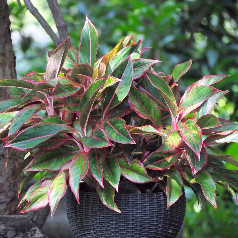 Aglaonema Siam Aurora (Plant habit)