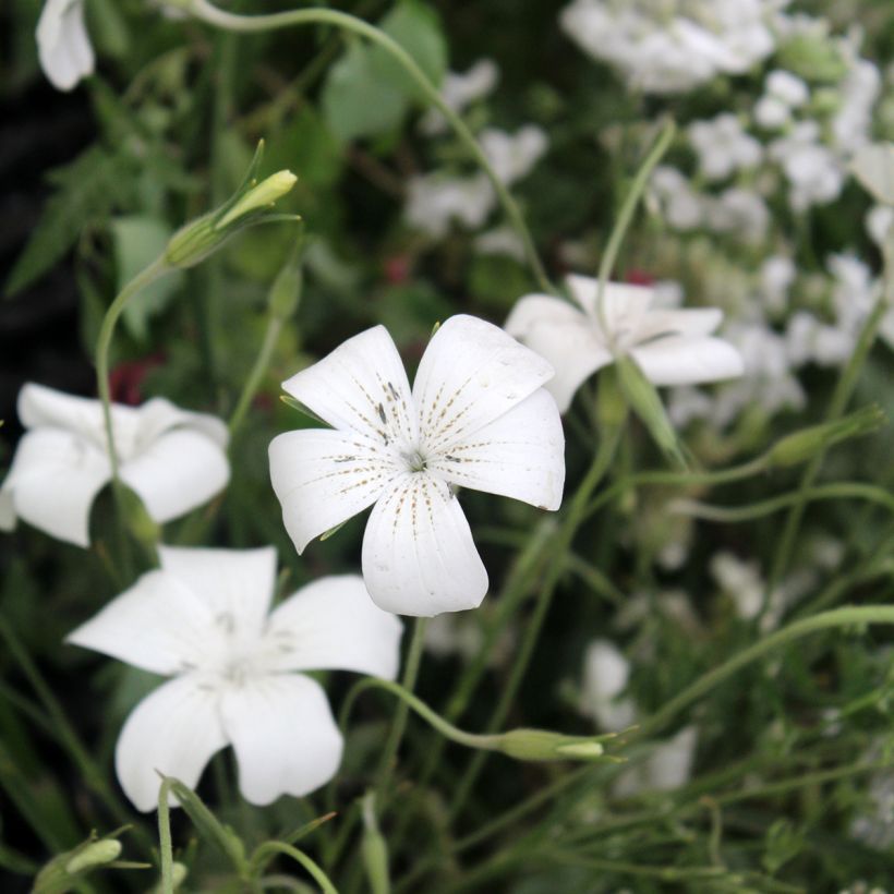Agrostemma githago Ocean Pearl - Gittaione (Fioritura)