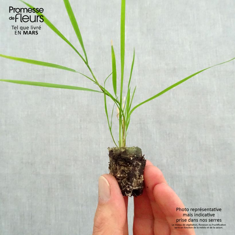 Example of Agrostis stolonifera Green Twist - Cappellini comuni Mini zolla Ø 1,5/2,5 cm as you get in printemps