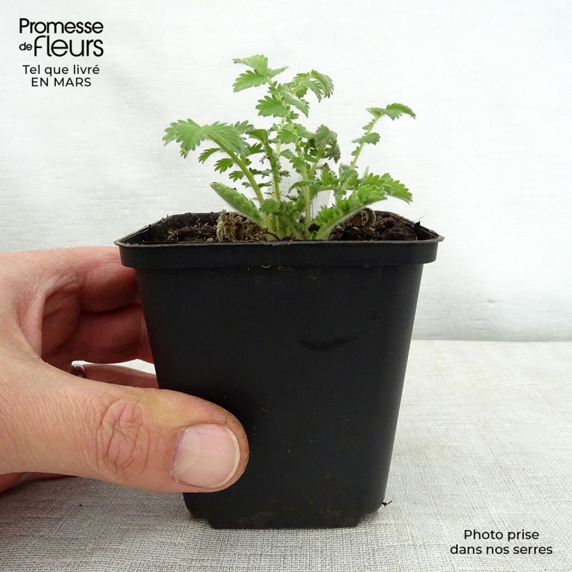 Example of Agrimonia eupatoria - Agrimonia comune Vasetto da 8/9 cm as you get in printemps