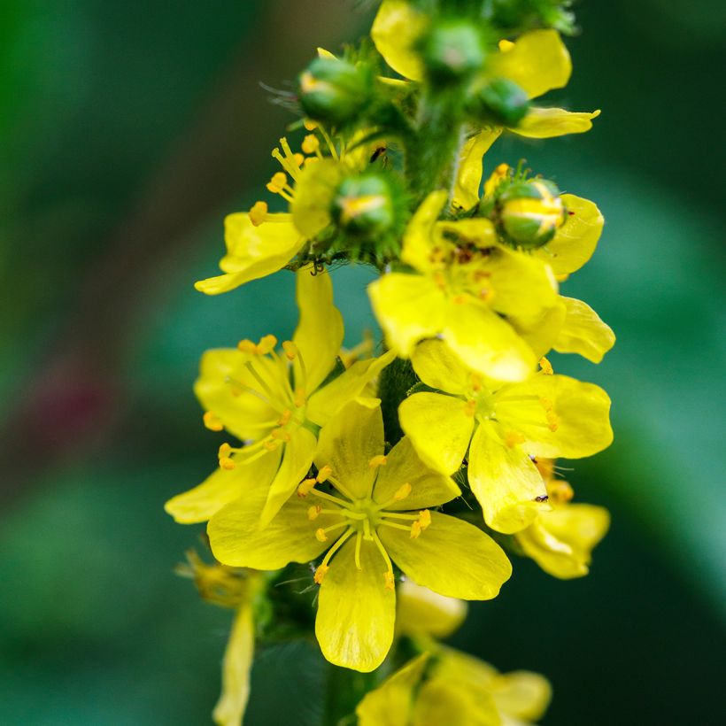 Agrimonia eupatoria - Agrimonia comune (Flowering)
