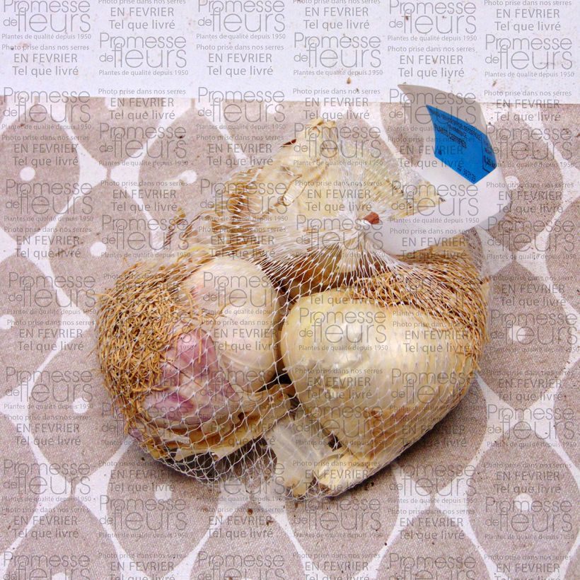 Esempio di esemplare Aglio Printanor Pezzo taglia 45/+ mm come consegnato