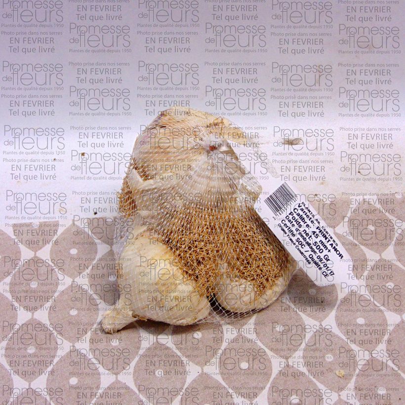 Esempio di esemplare Aglio Printanor Pezzo taglia 45/+ mm come consegnato