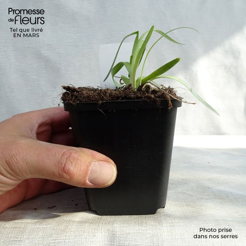 Allium Millenium - Aglio ornamentale Vasetto da 8/9 cm esemplare consegnato in primavera