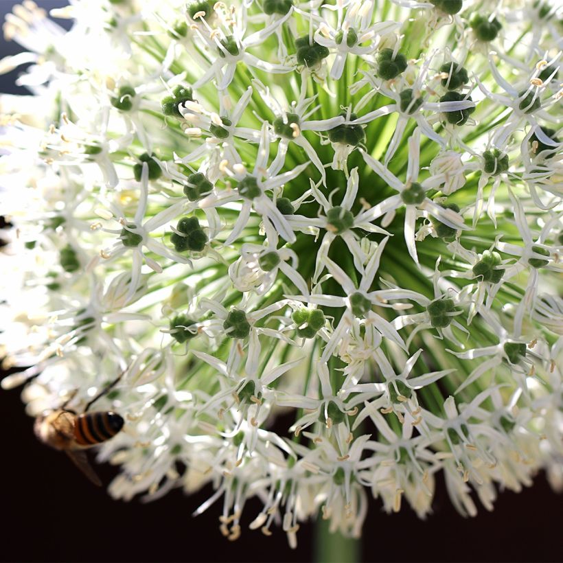 Allium stipitatum Mount Everest - Aglio ornamentale (Flowering)